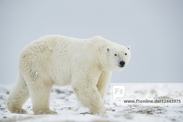 Eisbär (Ursus maritimus) beim Spaziergang im Schnee  Churchill  Manitoba  Kanada