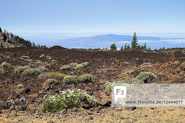 Felsige  trockene Landschaft des Berges Teide  des dritthöchsten Vulkans der Welt  mit weißen Blumen in den Felsen und Bäumen im Hintergrund  Teneriffa  Kanarische Inseln  Spanien