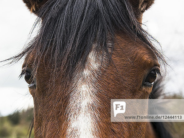 Braunes und weißes Pferd mit Augen aus der Nähe; Northumberland  England