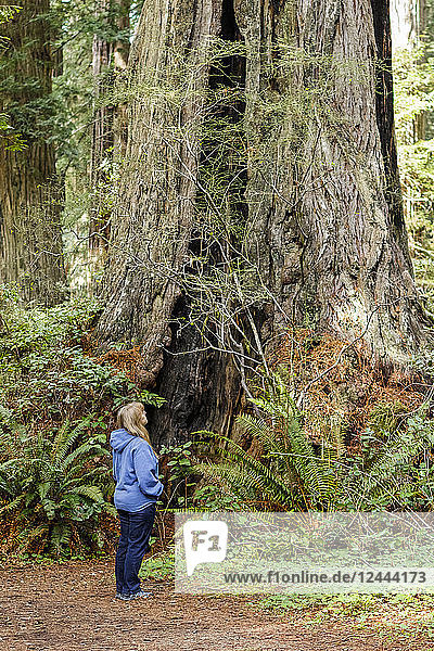 Eine Wanderin blickt zu den hohen Redwood-Bäumen im Lady Bird Johnson Grove  Redwood National and State Parks  Orick  Kalifornien  Vereinigte Staaten von Amerika