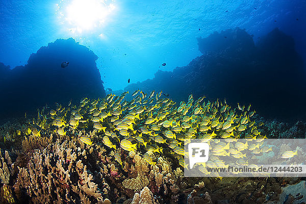 Large school of Bluestripe Snappers (Lutjanus kasmira) swimming over healthy reef  Lanai City  Lanai  Hawaii  United States of America