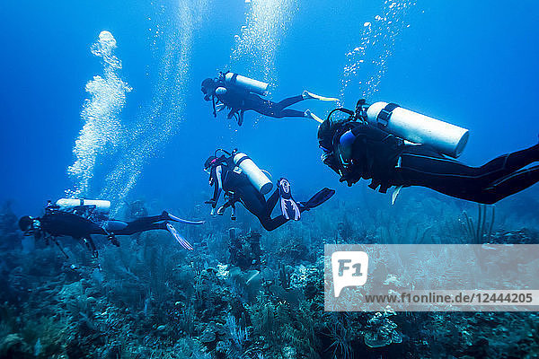 Scuba divers at Majestic Point Dive Site  Belize Barrier Reef  Belize