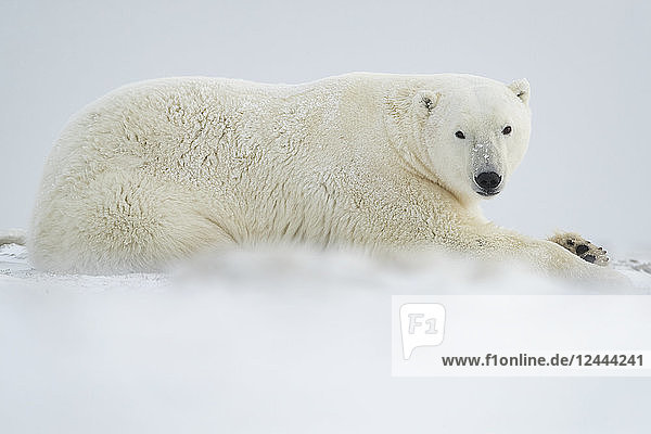 Eisbär (Ursus maritimus) liegt im Schnee  Churchill  Manitoba  Kanada