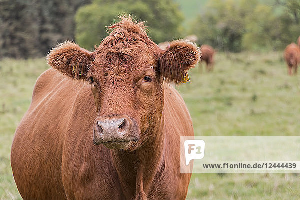 Porträt einer schönen braunen Kuh auf einem Feld mit traurigem Gesicht  Northumberland  England