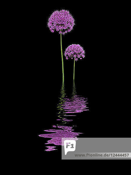 Zwei lila Allium  die sich im Wasser spiegeln
