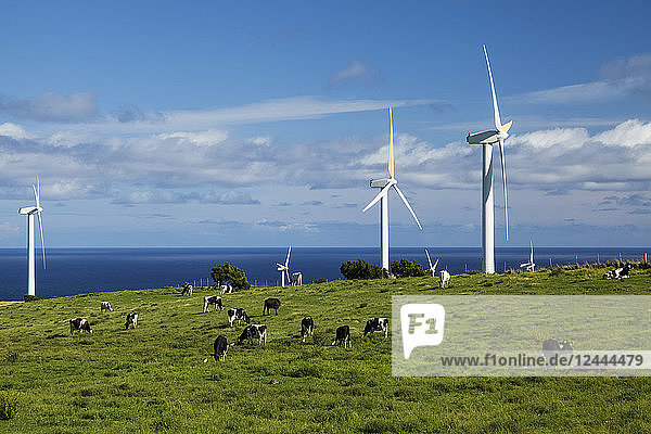 Windkraftanlagen in einem Windpark und Rinder auf einer Weide  Upolu Point  North Kohala  Insel Hawaii  Hawaii  Vereinigte Staaten von Amerika