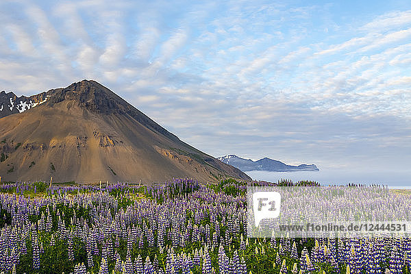 A beautiful volcanic mountain scene with wispy clouds and blue sky is accented in late evening light behind a field full of lupine wildflowers Iceland