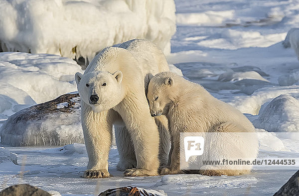 Mutter und Junges Eisbären (Ursus maritimus) im Schnee  Churchill  Manitoba  Kanada