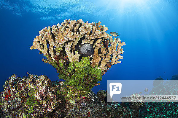 Beautiful Antler coral with Hawaiian Dascyllus fish and sun rays  Lanai City  Lanai  Hawaii  United States of America