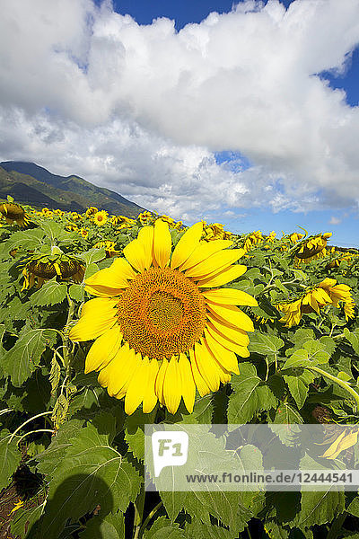 Großes Feld mit blühenden Sonnenblumen in Zentral-Maui. Die Blüten werden für Biokraftstoff verwendet  Waiehu  Maui  Hawaii  Vereinigte Staaten von Amerika