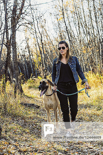 Eine schöne Frau bleibt stehen  während sie mit ihrer Dogge an einem warmen Herbstabend durch den Wald in einem Stadtpark geht; Edmonton  Alberta  Kanada