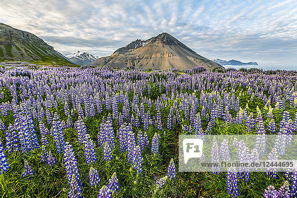 A beautiful volcanic mountain scene with wispy clouds and blue sky is accented in late evening light behind a field full of lupine wildflowers Iceland