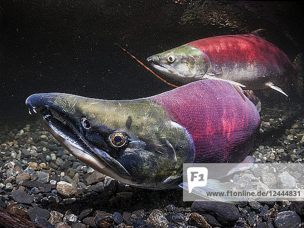 Sockeye-Lachs,  auch Rotlachs (Oncorhynchus nerka) genannt,  laichendes Paar in einem Fluss in Alaska während des Sommers,  Alaska,  Vereinigte Staaten von Amerika