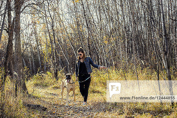 Eine schöne Frau bleibt stehen  während sie mit ihrer Dogge an einem warmen Herbstabend durch den Wald in einem Stadtpark geht; Edmonton  Alberta  Kanada