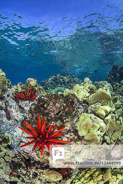 Red Pencil Urchin (Heterocentrotus mamillatus) with clear blue water and colourful reef  Makena  Maui  Hawaii  United States of America