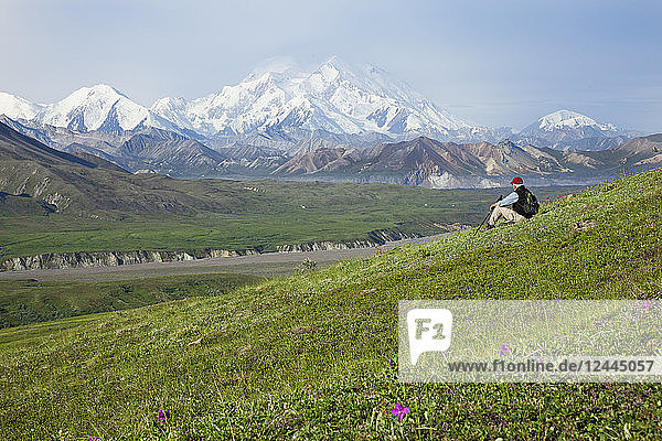 Senior Man Hiking On The Tundra In Thorofare Pass With Mt. Mckinley In The Background  Interior Alaska  Summer