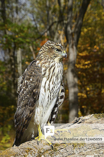 Ausgewachsener Cooper's Hawk (Accipiter cooperii)  Finger Lakes Region  New York  Vereinigte Staaten von Amerika