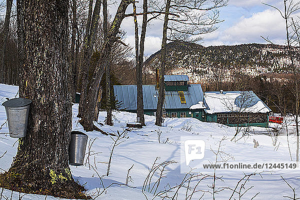 Eimer auf Ahornbäumen  die im Winter Saft sammeln  Potton  Quebec  Kanada
