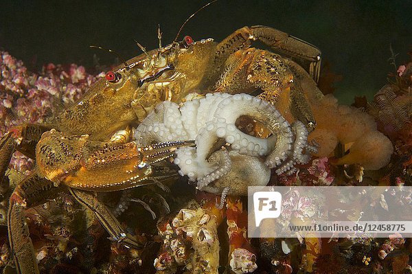 Devil crab. Swimming crab. Velvet fiddler. Velvet Swimming Crab (Necora puber) devouring juvenile Octopus (Octopus vulgaris). Eastern Atlantic. Galicia. Spain. Europe.