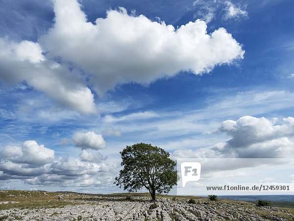 White cloud formations over a lone tree on limestone pavement near Malham Yorkshire Dales England.
