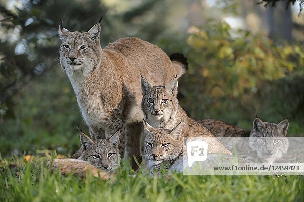 Family portrait of Eurasian Lynx / Eurasischer Luchs ( Lynx lynx ) in autumnal surrounding.