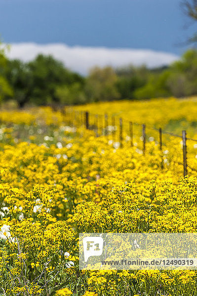 Ein Feld mit gelben Frühlings-Wildblumen in Texas mit einem Zaun  der das Bild diagonal durchschneidet.