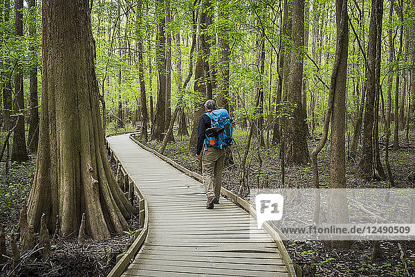 Ein männlicher Wanderer begibt sich auf eine Tageswanderung durch den Congaree-Nationalpark in der Nähe von Columbia  South Carolina. Der Boardwalk Trail ist der Ausgangspunkt für die meisten Wanderungen im Park und bietet Einblicke in den Tieflandwald.