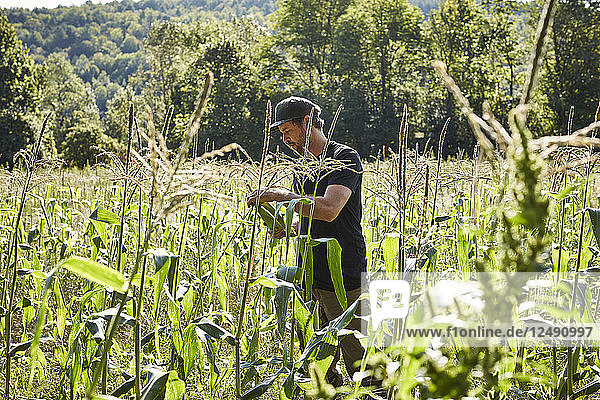 A Farmer Picks Corn On His Organic Farm