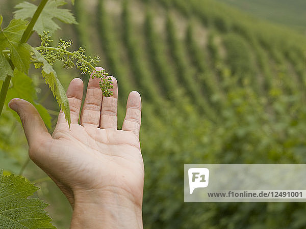 POV von Händen  die neue Trauben am Weinstock schröpfen