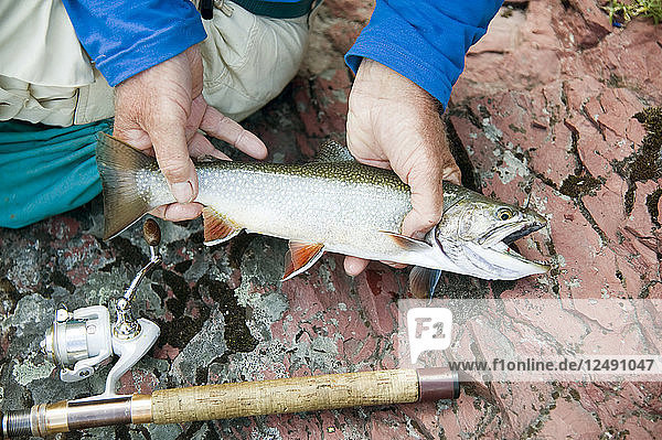 Close-up Of Man Holding Brook Trout Caught In Glacier National Park  Usa