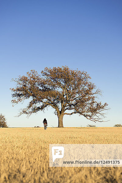 Frau starrt auf einen Pekannussbaum in einem Feld  während sie eine Kamera in der Hand hält  außerhalb von Gorman  TX.