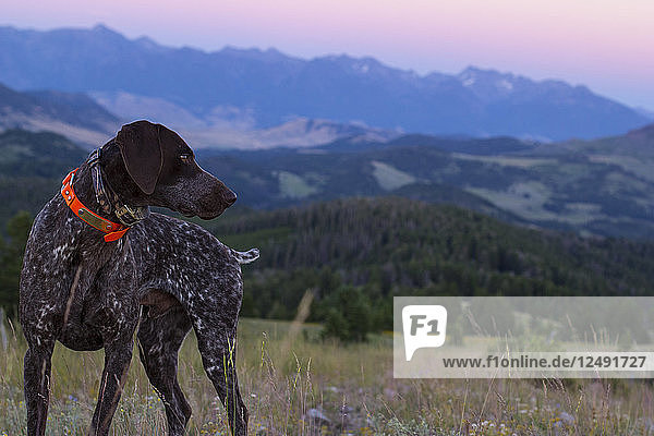 Ein Deutsch-Kurzhaar-Zeigerhund mit den wunderschönen Rocky Mountains von Montana im Hintergrund