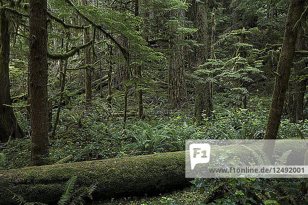 Die Aufnahme entstand auf dem Weg zu den Marymere Falls in der Nähe des Sol Duc-Abschnitts des Olympic National Park in Washington. Das Bild zeigt einen Teil des dichten Bewuchses.