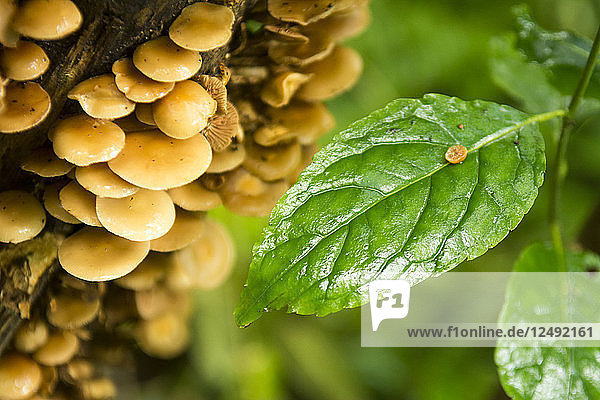 Pilze auf einem Baumstamm in der Nähe eines grünen Blattes entlang des Alum Cave Trail  Mount Leconte  Great Smoky Mountain National Park  Gatlinburg  Tennesee.