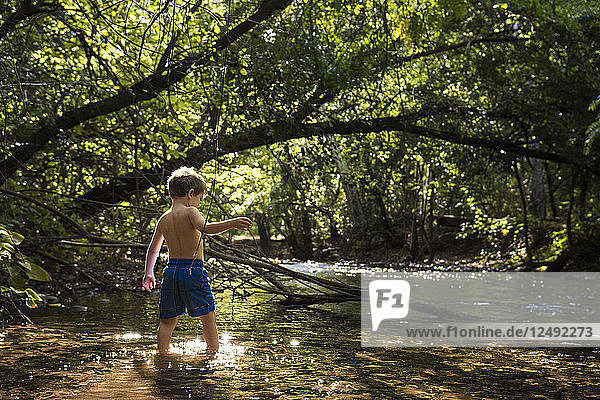 Ein kleiner Junge erkundet einen Bach unter dem Blätterdach eines Baumes im Bidwell Park in Chico  Kalifornien.