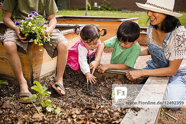 Eine Familie  bestehend aus einer japanisch-amerikanischen Mutter und ihrem 6-jährigen Jungen  einem 4-jährigen Jungen und einem 1-jährigen Mädchen  pflanzt einen Garten in Pflanzkästen.