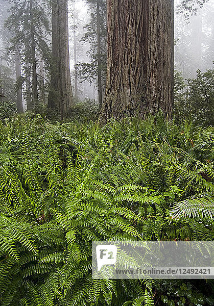 Grüne Farne wachsen in einem Regenwald in Kalifornien.