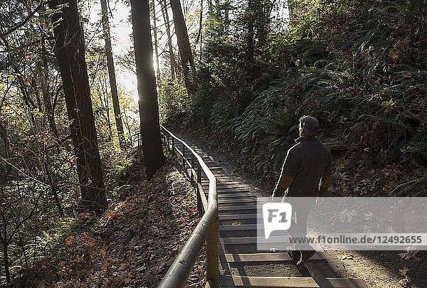 Man descends pathway through forest  sunrise