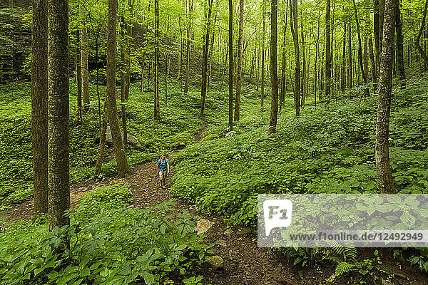A woman hiking through a dark forest along the trail through the Virgin Falls State Natural Area  Sparta  Tennessee.