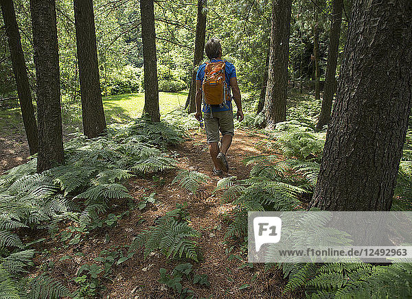 Männlicher Wanderer folgt einem Pfad durch Wald und Farnkraut