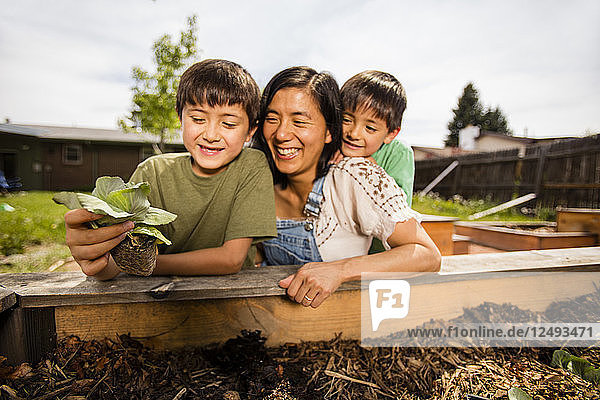 Eine japanisch-amerikanische Mutter und ihr 6-jähriger Sohn und ihr 4 Jahre alter Sohn helfen beim Anlegen eines Gartens in einem Pflanzkasten.