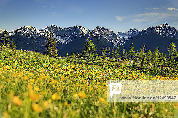 Wildblumenfelder in den Julischen Alpen  Slowenien