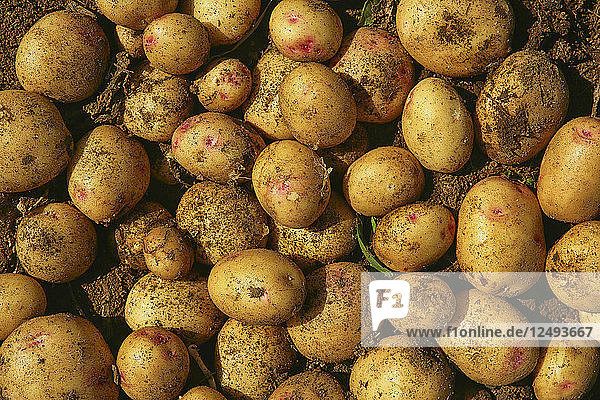 Ein Haufen Kartoffeln auf einem Bauernhof in der Gegend von Las Vegas in Abona
