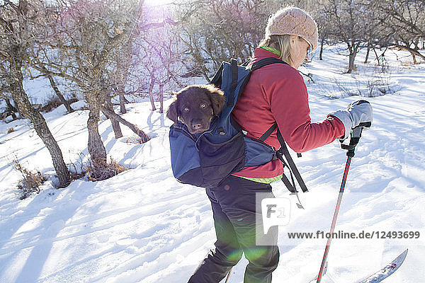 Eine Frau beim Skilanglauf mit einem Welpen im Rucksack wird mitgenommen  La Plata Canyon  Mayday  Colorado.