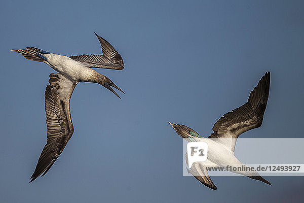 Blaufußtölpel beim Tauchen nach Fischen  Insel Santiago  Galapagos-Inseln  Ecuador. Die Vögel fressen gerne Sardinen  die in den Gewässern um die Insel knapp geworden sind. Der Vogel auf der linken Seite hat dunkelblaue Füße  ein Zeichen dafür  dass er nicht genug Nahrung bekommt.