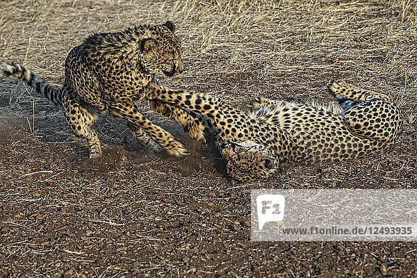 Cheeta (Acinonyx Jubatus)  Etosha-Nationalpark  Namibia
