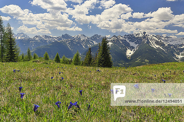 Ein alpines Feld und Wildblumen in den Julischen Alpen  Slowenien