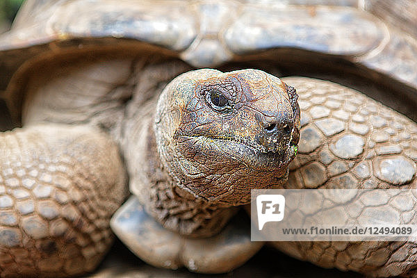 Eine der 157 Riesenschildkröten des Prison Island Park. Der Park befindet sich auf der Insel vor der Sansibar-Hauptstadt Stone Town (Tansania). Da die Schildkröten aufgrund der intensiven Wilderei ernsthaft vom Aussterben bedroht sind  wurde ein strenges Schutzprogramm eingeführt. Afrika