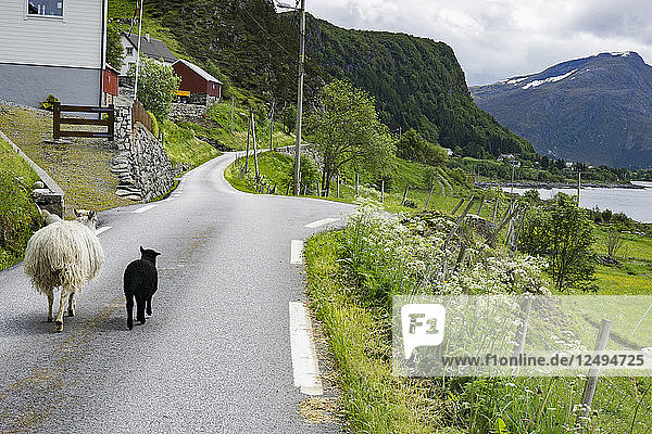 Schafe auf einer kleinen Landstraße in Selje  Norwegen
