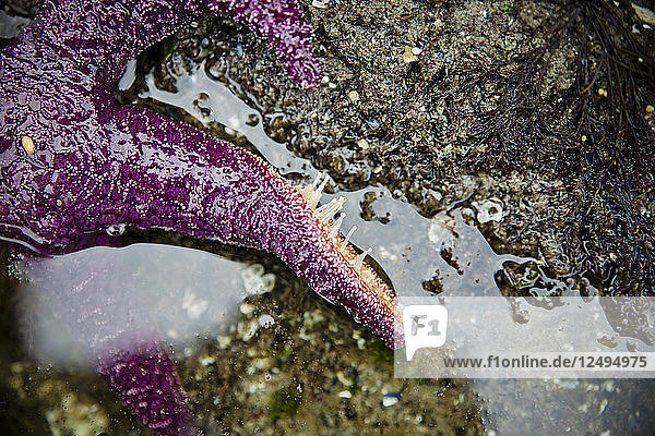 Tentakelrohrfüße strecken sich an einem Bein eines Purpurseesterns (Pisaster ochraceus) an der Westküste von British Columbia.